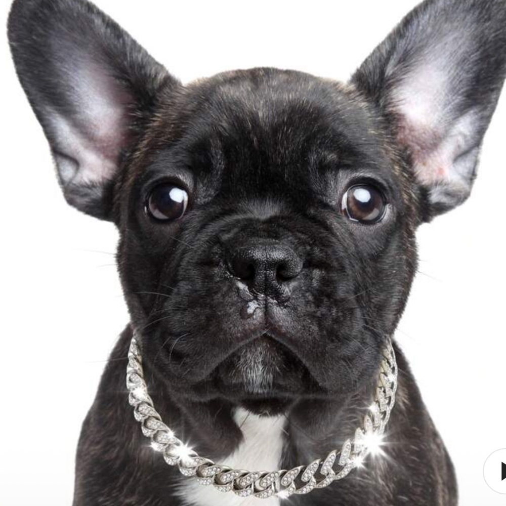 PET BLING🐝RHINESTONE🐝FASHION NECKLACE